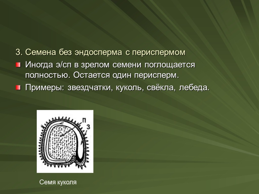 3. Семена без эндосперма с периспермом Иногда э/сп в зрелом семени поглощается полностью. Остается